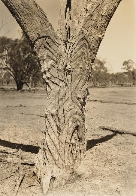 Carved Trees Aboriginal cultures of Western NSW | New Australian poetry ...