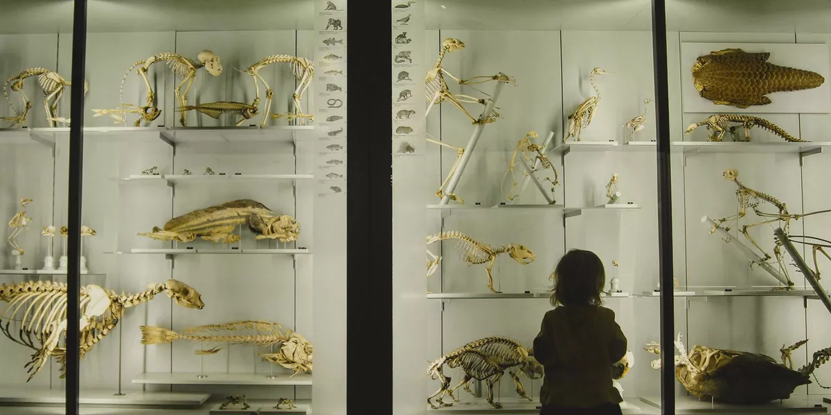 Child gazing at a backlit museum display case full of skeletons and fossils.
